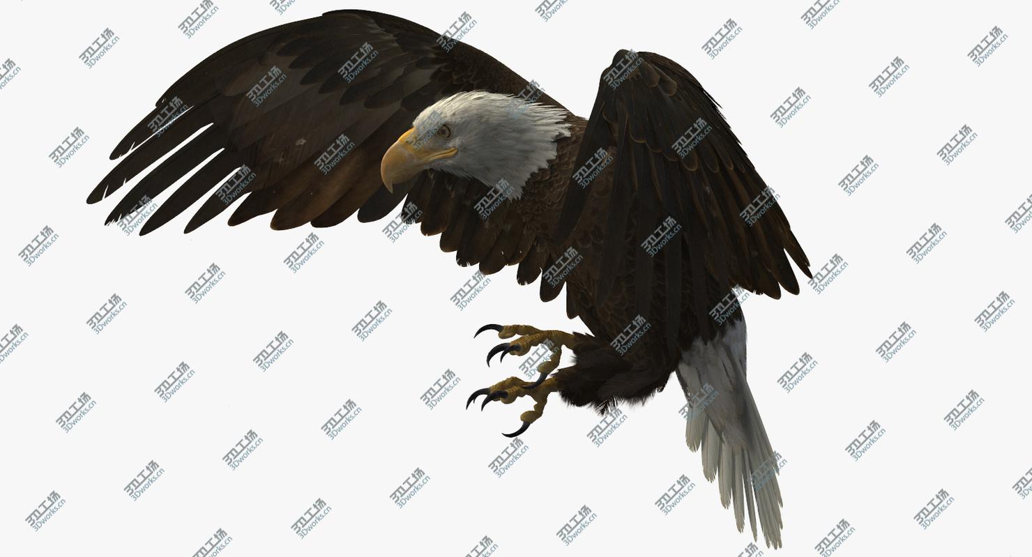 images/goods_img/20210113/3D American Bald Eagle Rigged model/2.jpg